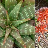Aloe graminicola (Nakuru, Kenya)